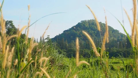 The grass is greener move follow wind through in morning Stock Footage 112130273