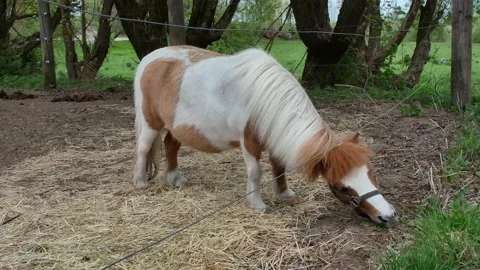 Grass is greener on other side Video stock 195659286