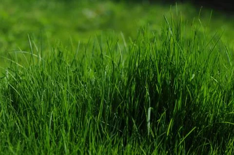 Grass is Greener Stock Photos