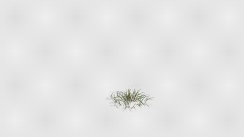 Grass Grid blowing in the wind. Alpha Channel. Loop Animation Stock Footage 291012731