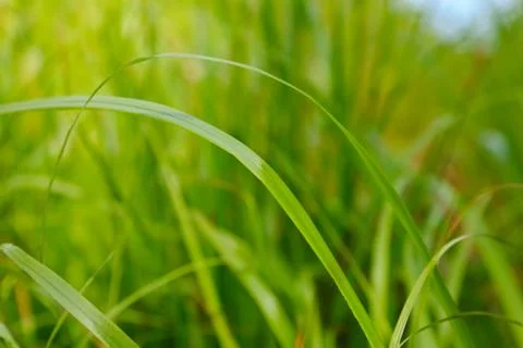 Grass on a ground level Stock Photos
