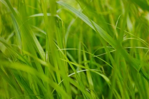 Grass on a ground level Stock Photos