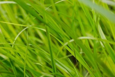 Grass on a ground level Stock Photos