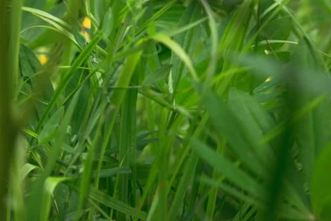 Grass on a ground level Stock Photos