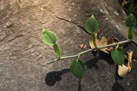 Grass on the ground Stock Photos