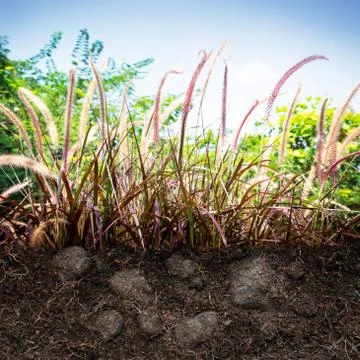 Grass on ground Stock Photos