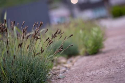 Grass on the ground Stock Photos