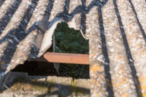 The grass in the ground seen through the broken hole in the roof of an abandoned Stock Photos
