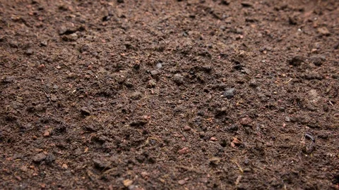Grass Growing 4K Time-Lapse Stock Footage 105257153