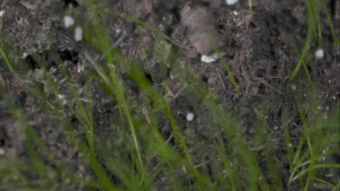 Grass growing above ground in spring. Video stock 171986266