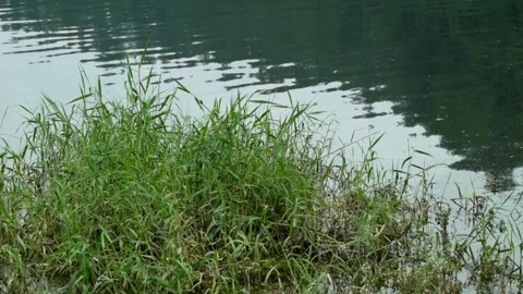 Grass growing around the lake Stock Footage 320105217