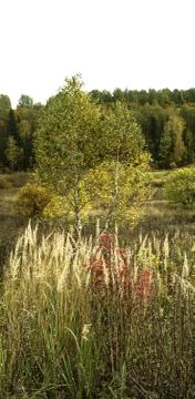 Grass is growing on background of birch trees and forest Foto stock
