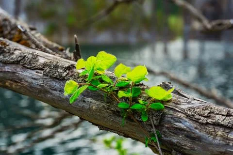 Grass growing on the bark of a dead tree. tree trunk lying in a lake Stock Photos