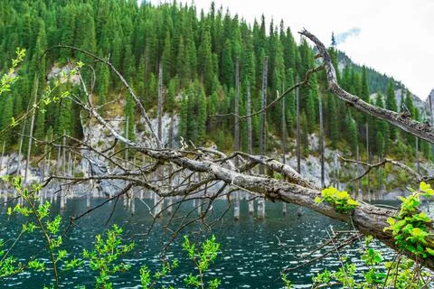 Grass growing on the bark of a dead tree. tree trunk lying in a lake Stock Photos