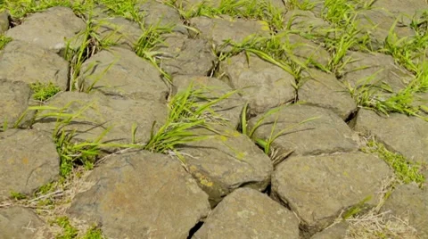 Grass growing between boulders Stock Footage 8830681