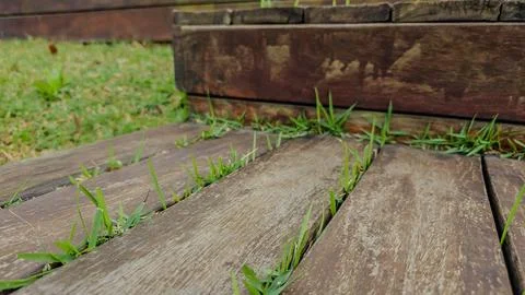 Grass growing between old deck timbers Foto stock