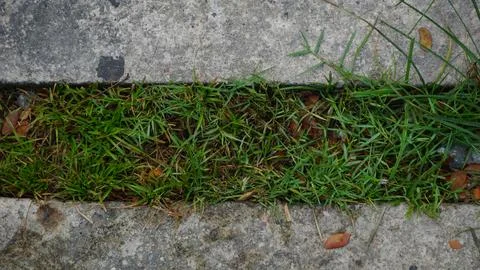 Grass Growing Between Paving Blocks in the Park Stock Photos