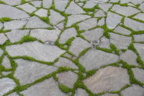 Grass growing between the rocks. Photos