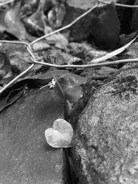 Grass growing between stone and wires taken in monochrome Stock Photos