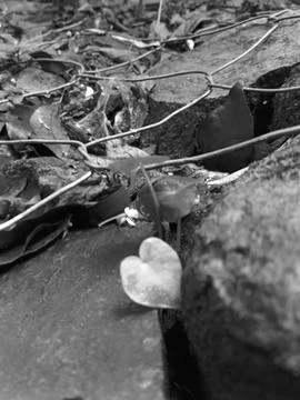 Grass growing between stone and wires taken in monochrome Stock Photos