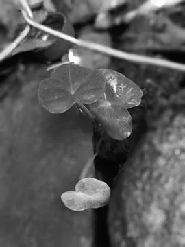 Grass growing between stone and wires taken in monochrome Stock Photos