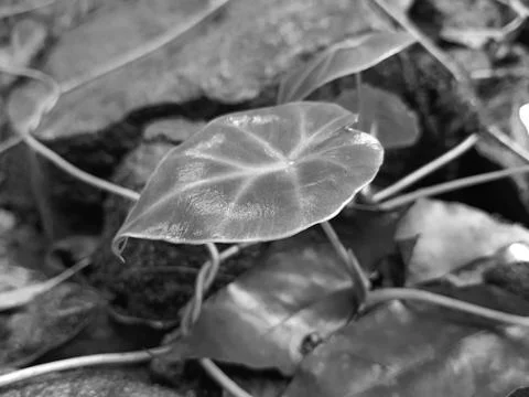 Grass growing between stone and wires taken in monochrome Stock Photos