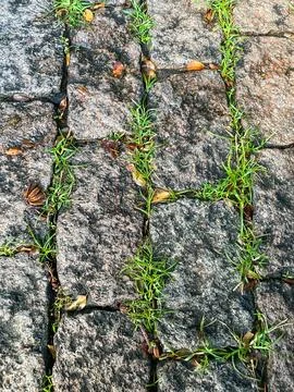 Grass Growing Between Stone Pavement Stock Photos