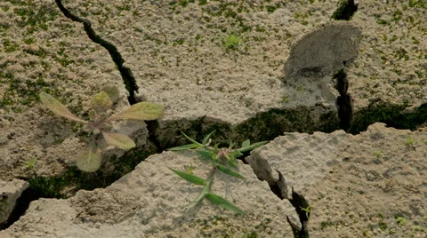 Grass growing in the bottom of a dried up pond through drought soil Stock Footage 67963652