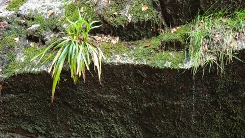 Grass growing on boulder edge Stock Photos