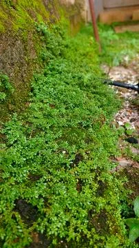 Grass growing on the bricks wall Stock Photos