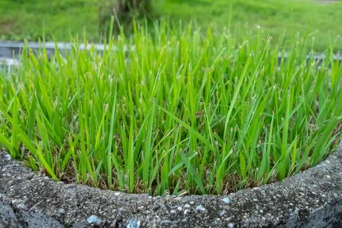 Grass growing in a cement circle Stock Photos