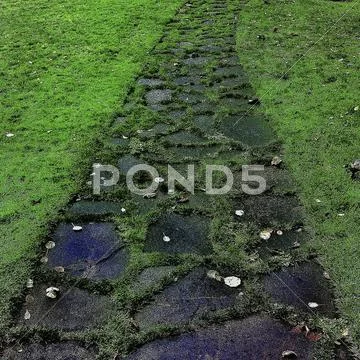 Grass growing on cobblestone path Stock Photos