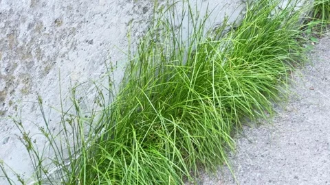Grass growing in crack between the concrete wall and path Stock Footage 337655306