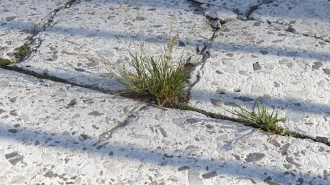 Grass growing in the cracks between garden tiles Foto stock