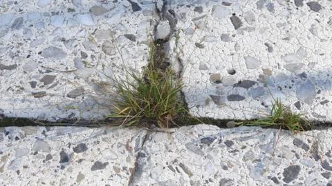 Grass growing in the cracks between garden tiles Stock Photos
