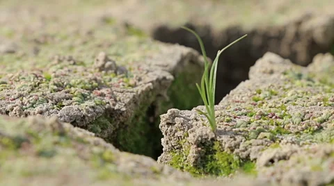 Grass growing from dry cracked soil of earth in the desert 스톡 동영상 68057140