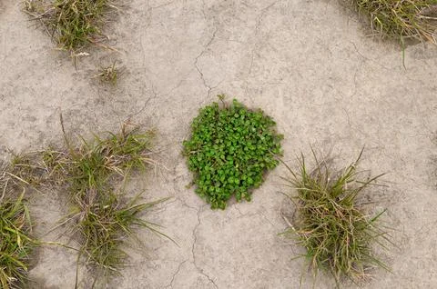 Grass growing on the dry ground Stock Photos