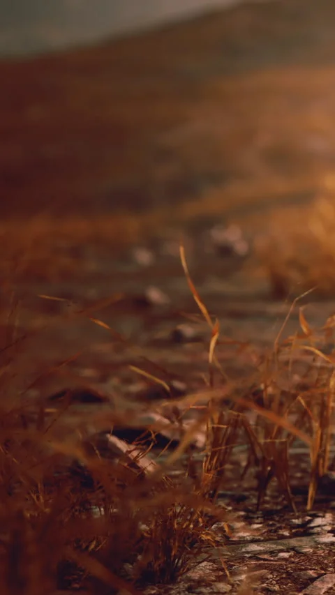 Grass growing on dry ground under warm light during sunset Stock Footage 346674746