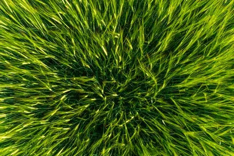 Grass Growing in a Field Under Clear Sky During Daytime, Capturing Nature's.. Stock Photos