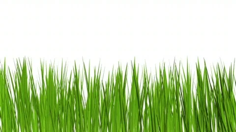 Grass growing Video stock 606366
