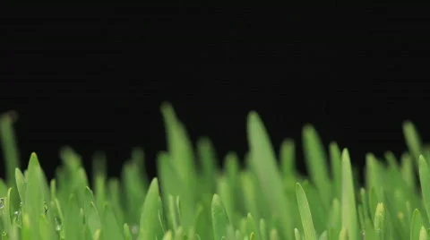 Grass growing 스톡 동영상 752085