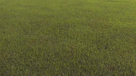 Grass growing Stock-Footage 41831278