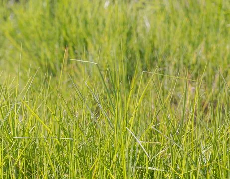 Grass growing in the forest close up view with sunlight outdoor Stock Photos
