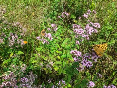 Grass growing in the forest Stock Photos