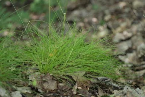 The grass growing in the forest. Stock Photos