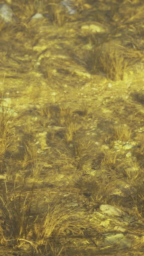 Grass growing on ground with small rocks and patches of dirt in golden light Stock Footage 327776064