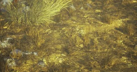 Grass growing on ground with small rocks and patches of dirt in golden light Stock Illustration