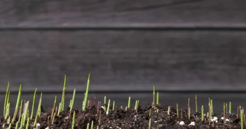 Grass growing macro timelapse. Vegetables growth on wooden rustik background Stock Footage 185700357