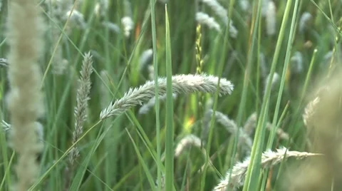 Grass growing in the meadow. 動画素材 7746712