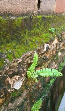 Grass growing on mossy bricks Stock Photos